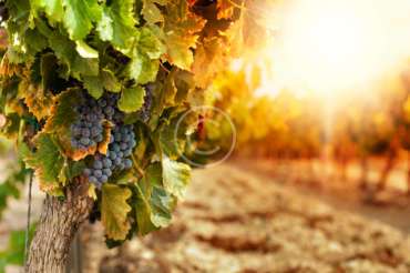 Winemaking – Art, Science, Magic or Technology?